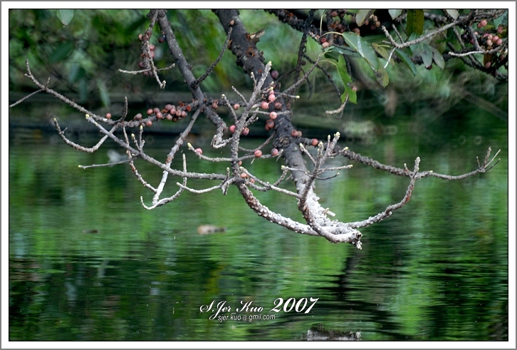 按此在新視窗瀏覽圖片