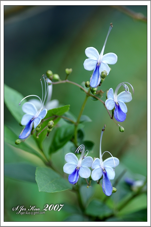 按此在新視窗瀏覽圖片