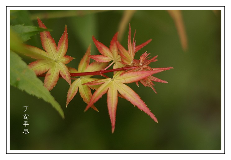 按此在新視窗瀏覽圖片