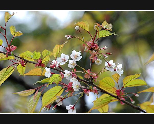 按此在新視窗瀏覽圖片