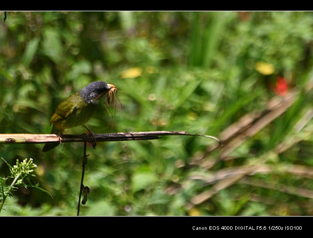 按此在新視窗瀏覽圖片