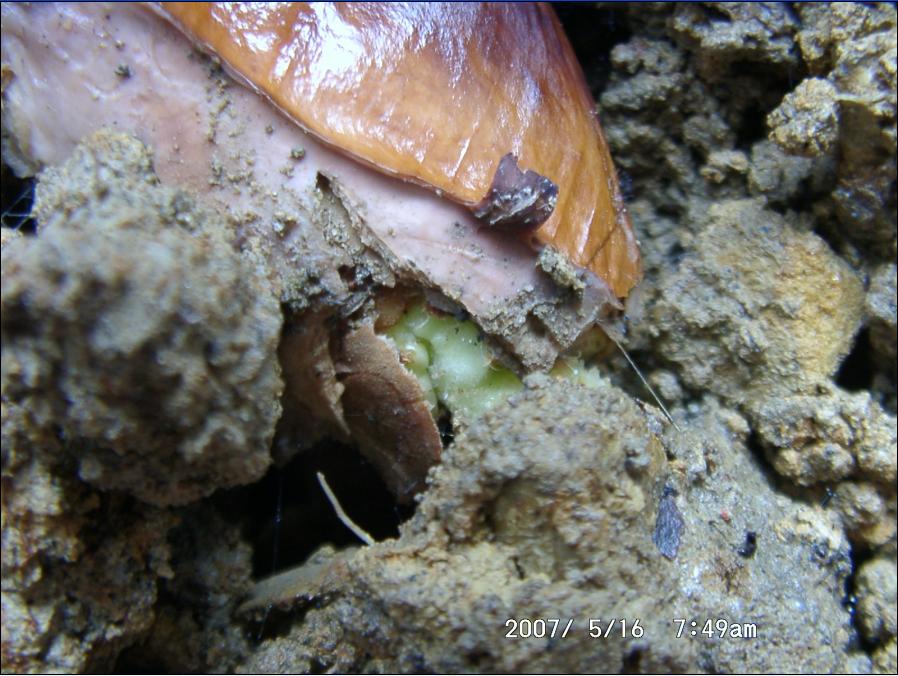 «ö¦¹¦b·sµøµ¡ÂsÄý¹Ï¤ù