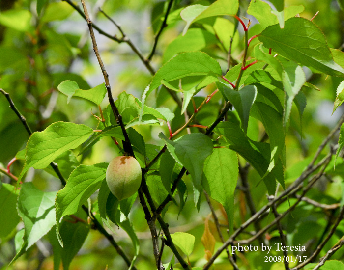 按此在新視窗瀏覽圖片