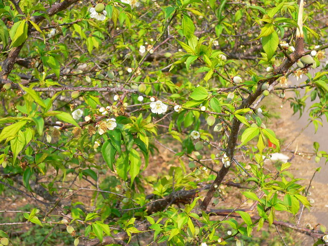 按此在新視窗瀏覽圖片