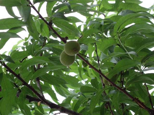 按此在新視窗瀏覽圖片