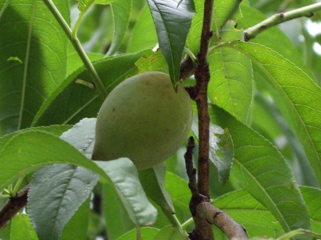 按此在新視窗瀏覽圖片