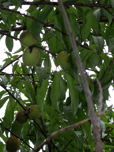 按此在新視窗瀏覽圖片