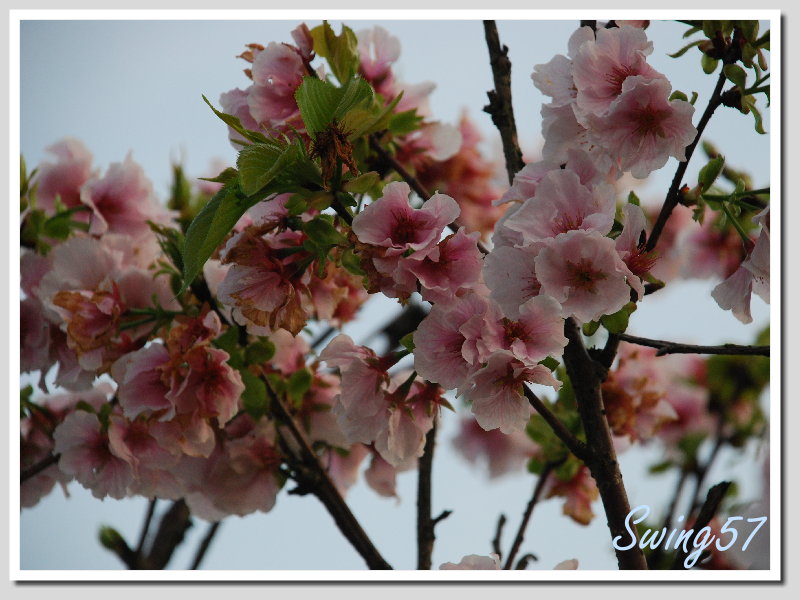 按此在新視窗瀏覽圖片