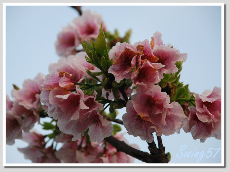 按此在新視窗瀏覽圖片