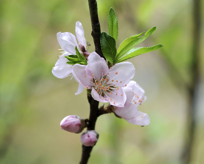 按此在新視窗瀏覽圖片