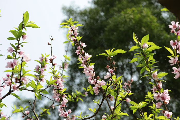 按此在新視窗瀏覽圖片