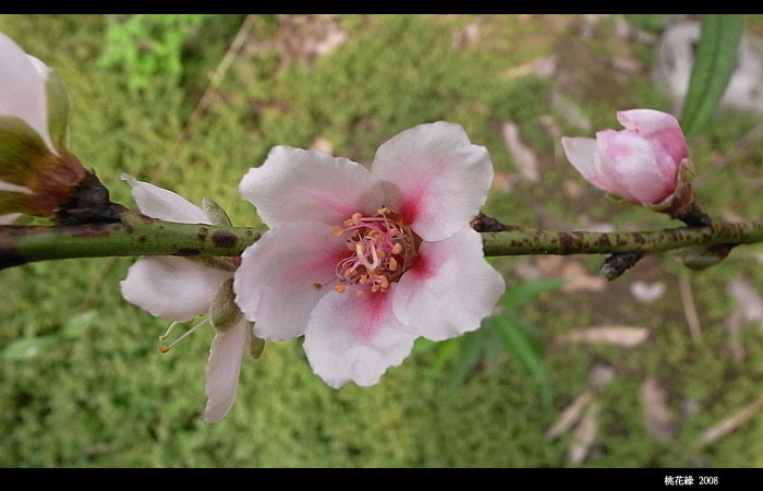 按此在新視窗瀏覽圖片
