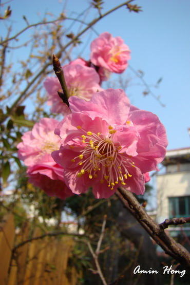 按此在新視窗瀏覽圖片