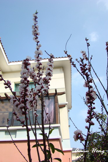 按此在新視窗瀏覽圖片