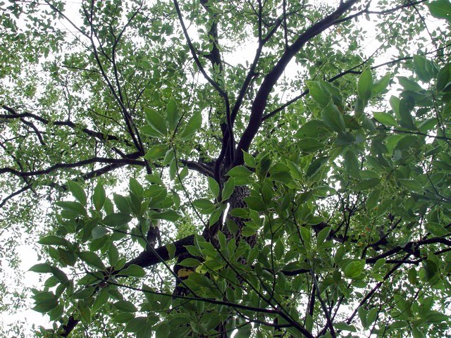 按此在新視窗瀏覽圖片