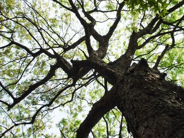 按此在新視窗瀏覽圖片