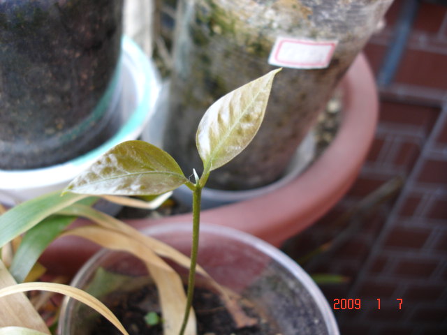 «ö¦¹¦b·sµøµ¡ÂsÄý¹Ï¤ù