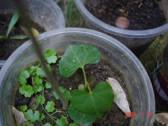 «ö¦¹¦b·sµøµ¡ÂsÄý¹Ï¤ù