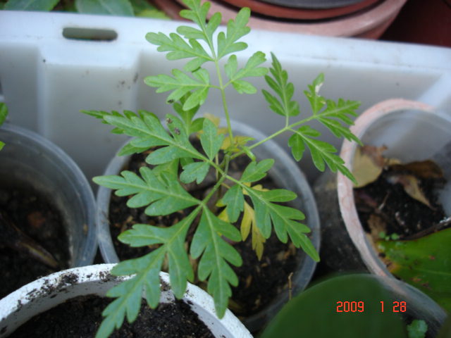 «ö¦¹¦b·sµøµ¡ÂsÄý¹Ï¤ù