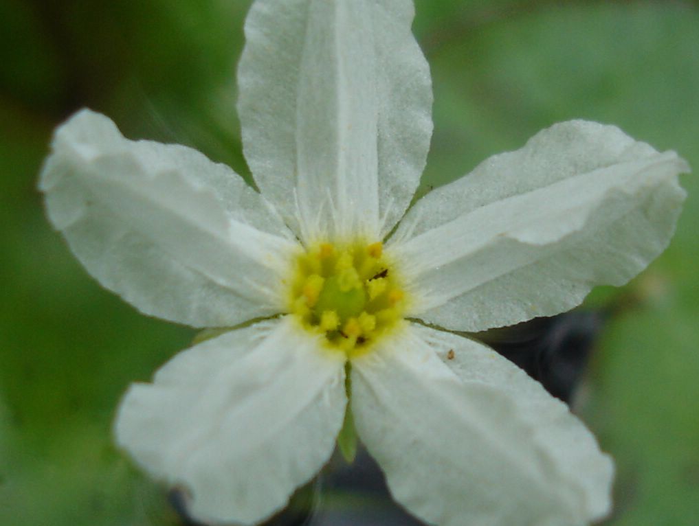 «ö¦¹¦b·sµøµ¡ÂsÄý¹Ï¤ù