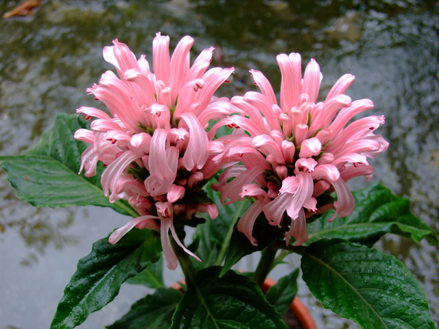 «ö¦¹¦b·sµøµ¡ÂsÄý¹Ï¤ù