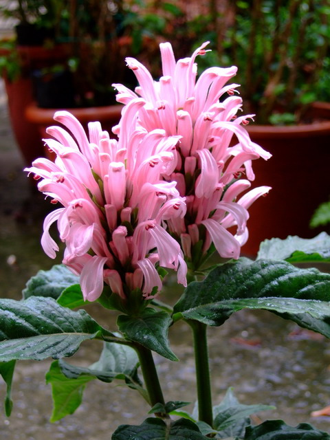 «ö¦¹¦b·sµøµ¡ÂsÄý¹Ï¤ù