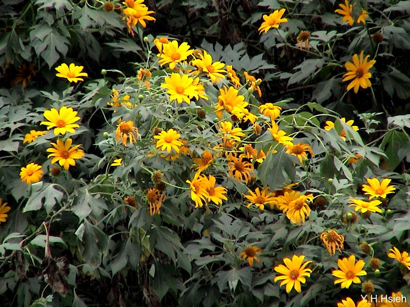 按此在新視窗瀏覽圖片