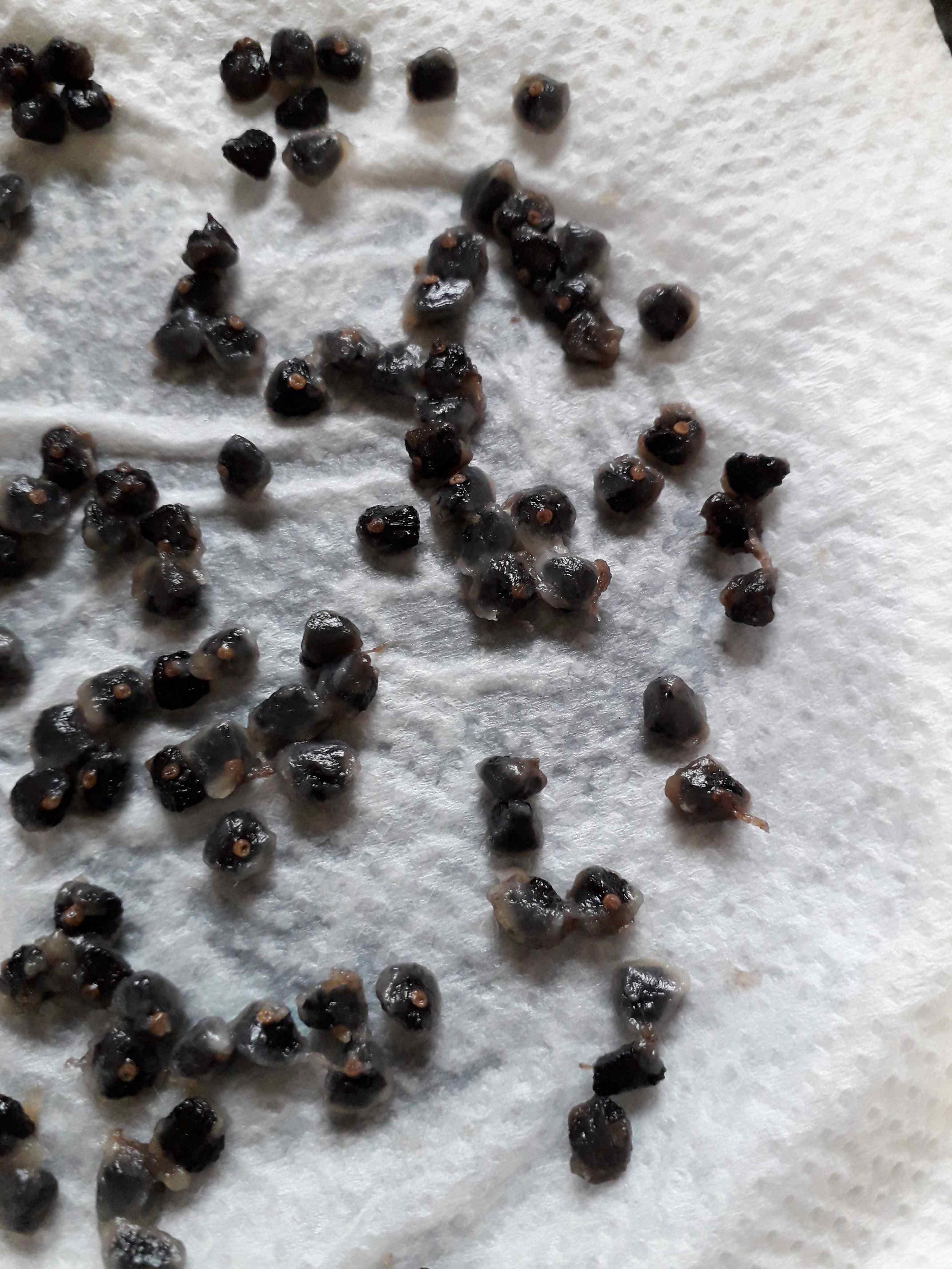 «ö¦¹¦b·sµøµ¡ÂsÄý¹Ï¤ù