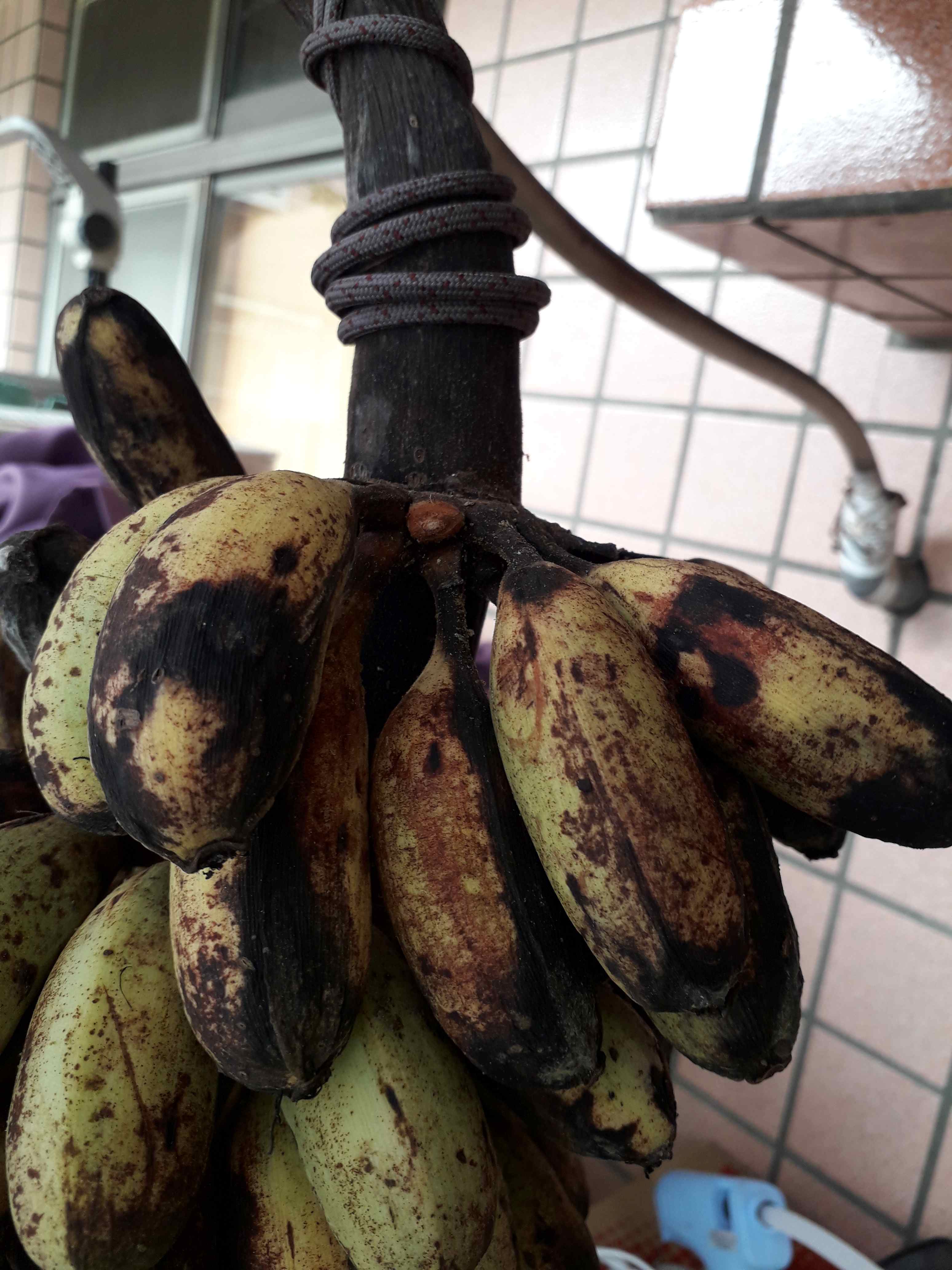 «ö¦¹¦b·sµøµ¡ÂsÄý¹Ï¤ù