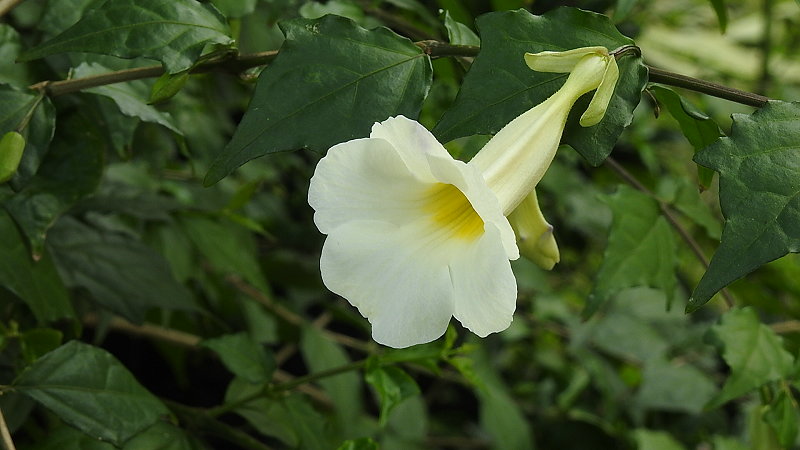 «ö¦¹¦b·sµøµ¡ÂsÄý¹Ï¤ù