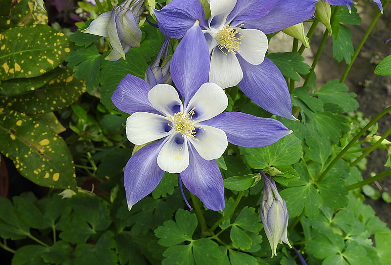 按此在新視窗瀏覽圖片