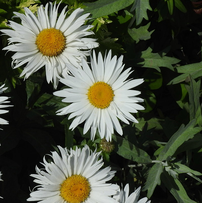 «ö¦¹¦b·sµøµ¡ÂsÄý¹Ï¤ù