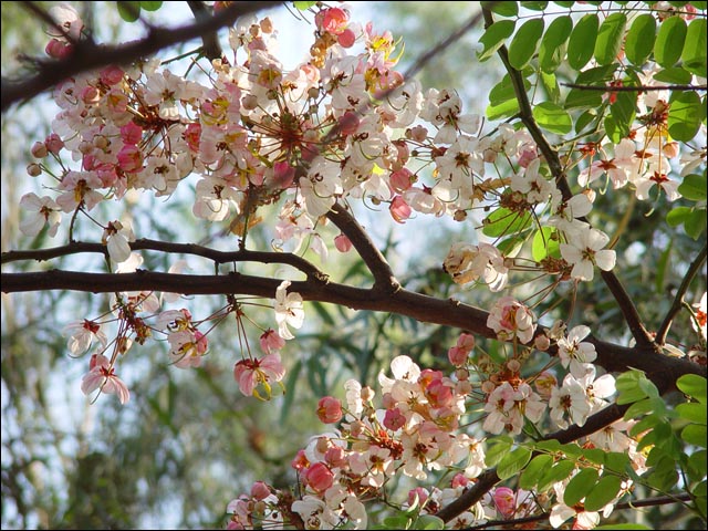 按此在新視窗瀏覽圖片
