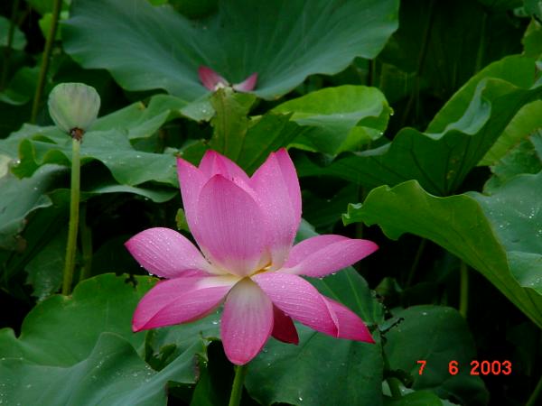 按此在新視窗瀏覽圖片