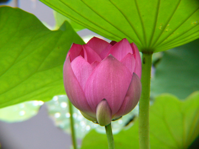 按此在新視窗瀏覽圖片