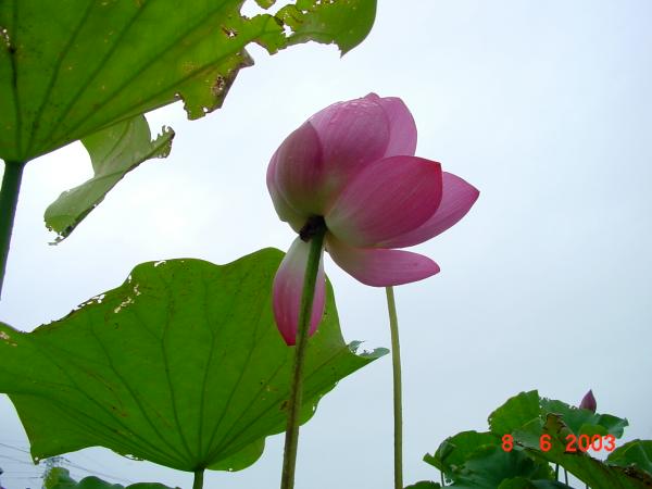 按此在新視窗瀏覽圖片