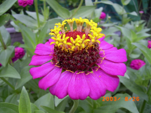 按此在新視窗瀏覽圖片