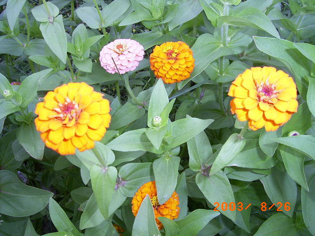 按此在新視窗瀏覽圖片