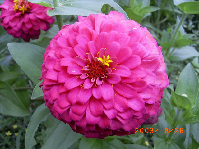 按此在新視窗瀏覽圖片