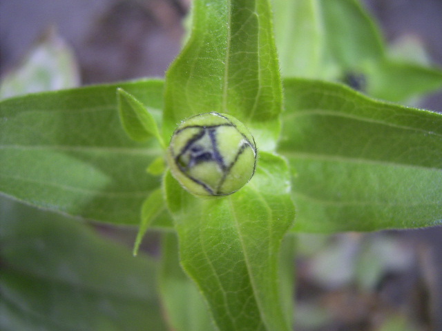 按此在新視窗瀏覽圖片