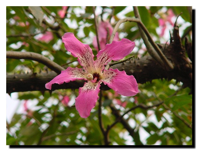 按此在新視窗瀏覽圖片