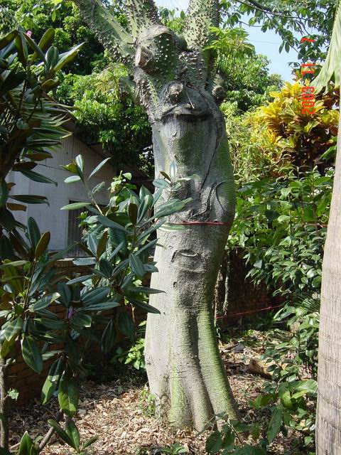 按此在新視窗瀏覽圖片