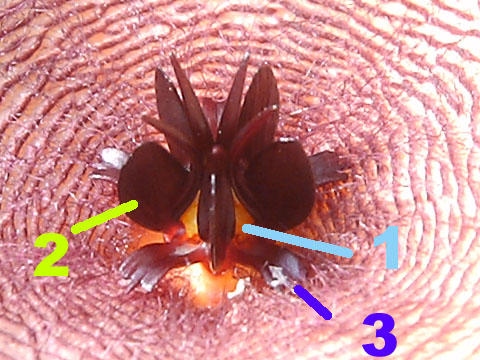 按此在新視窗瀏覽圖片