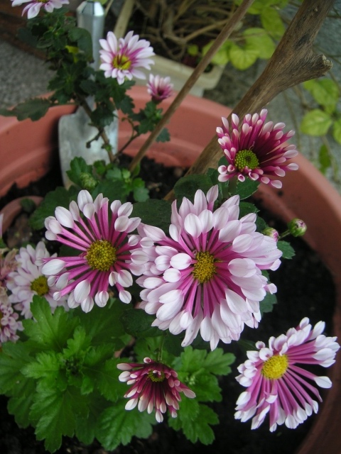 按此在新視窗瀏覽圖片