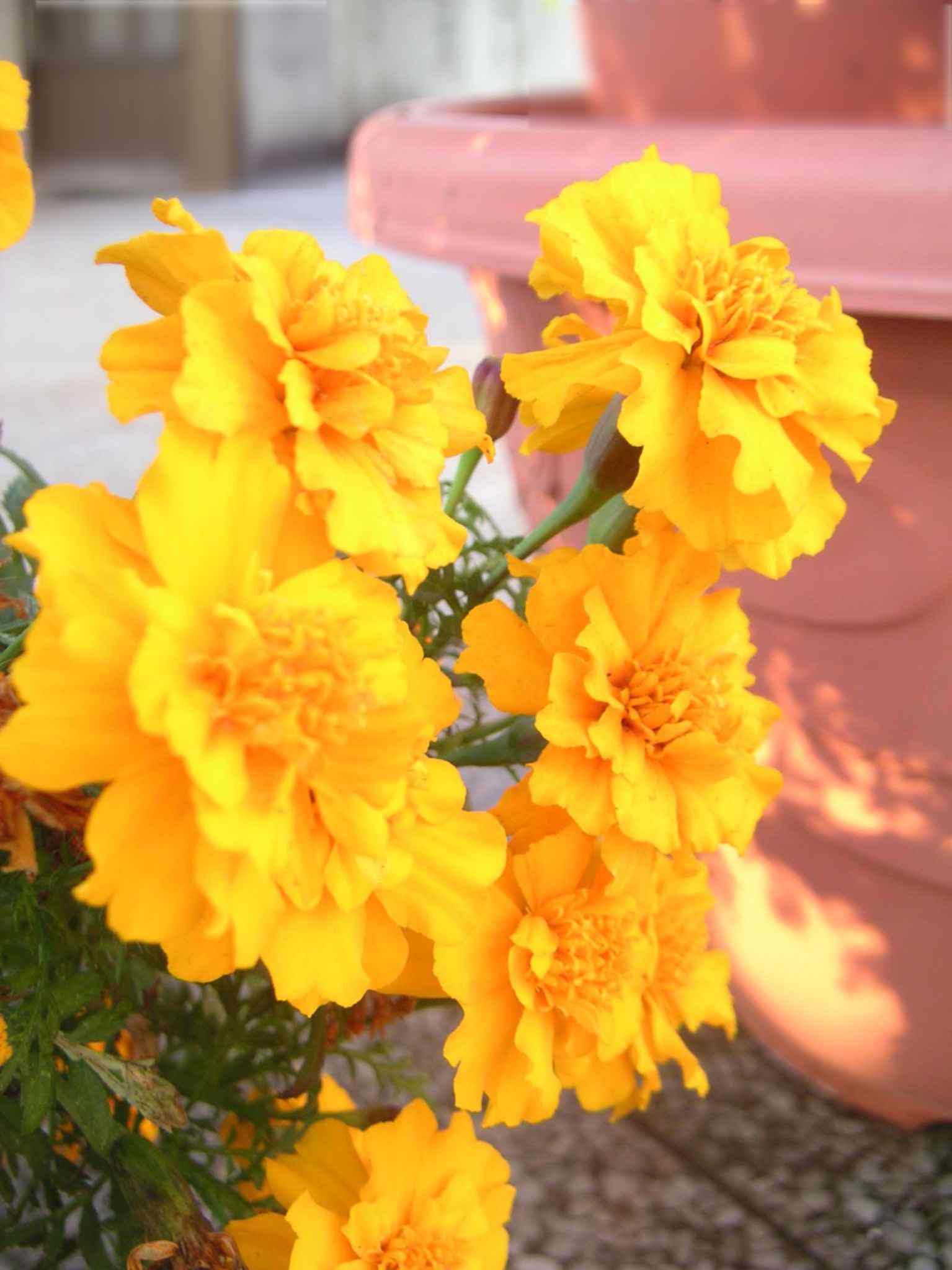 按此在新視窗瀏覽圖片