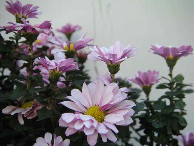 按此在新視窗瀏覽圖片