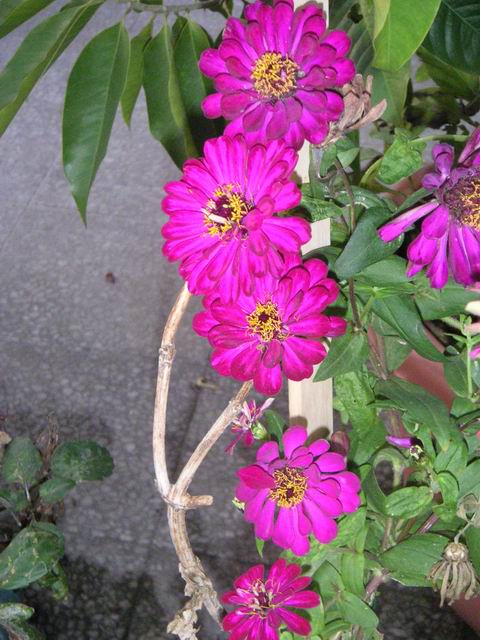 按此在新視窗瀏覽圖片