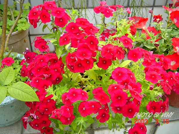 按此在新視窗瀏覽圖片