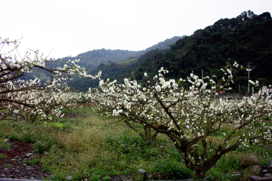 按此在新視窗瀏覽圖片