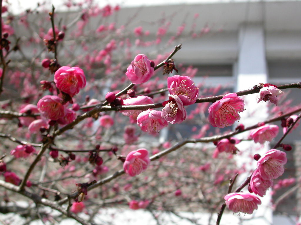按此在新視窗瀏覽圖片